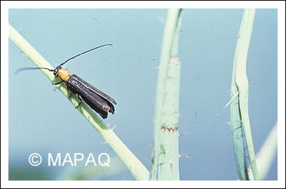 Anneleur du framboisier