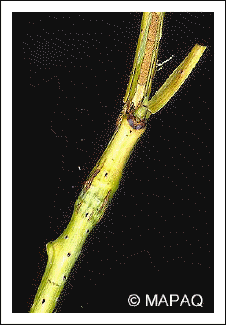 Mouche du framboisier