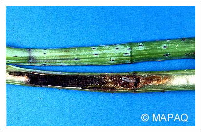 Mouche du framboisier