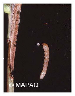 Anneleur du framboisier