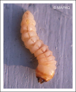 Rhizophage du framboisier