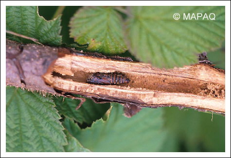 Rhizophage du framboisier