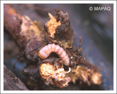 Rhizophage du framboisier