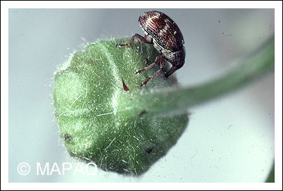 Anthonome de la fleur du fraisier