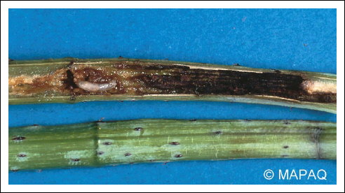 Mouche du framboisier