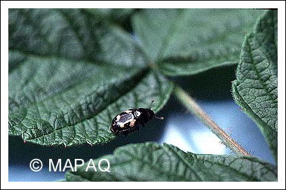 Nitidule � quatre points