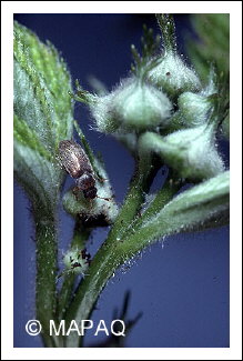 Byture des framboises