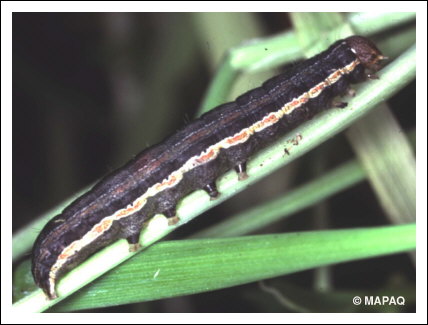 L�gionnaire uniponctu�e