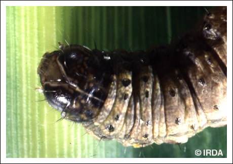 L�gionnaire d'automne