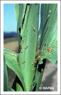 L�gionnaire d'automne