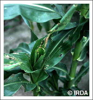 L�gionnaire d'automne