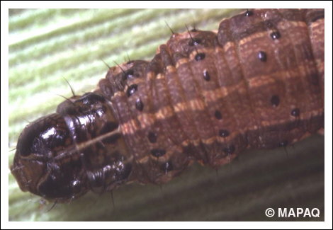 L�gionnaire d'automne