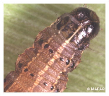 L�gionnaire d'automne