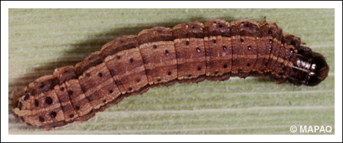 L�gionnaire d'automne