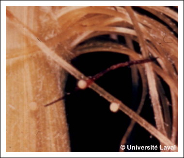 Ver de l'�pi du ma�s