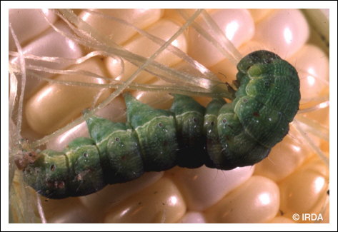 Ver de l'�pi du ma�s