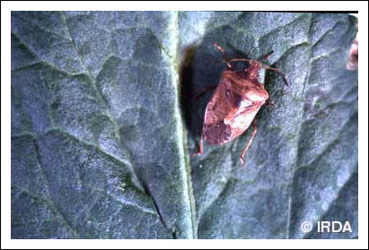 Punaise pr�datrice