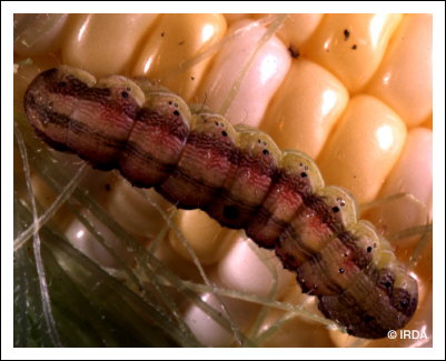 Ver de l'�pi du ma�s