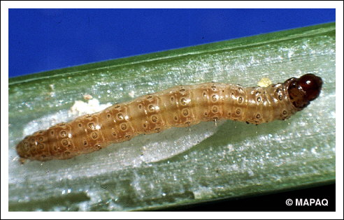 Pyrale du ma�s