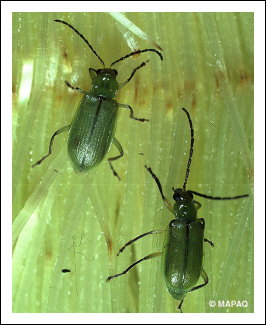 Chrysom�le des racines du ma�s