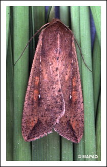 L�gionnaire uniponctu�e