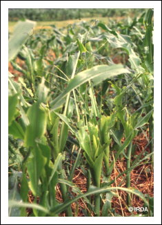 L�gionnaire uniponctu�e