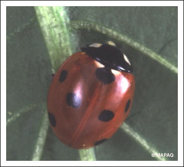 Coccinelle � sept points