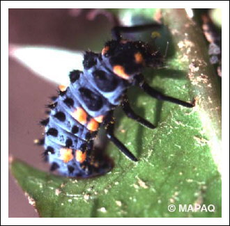 Coccinelle � sept points