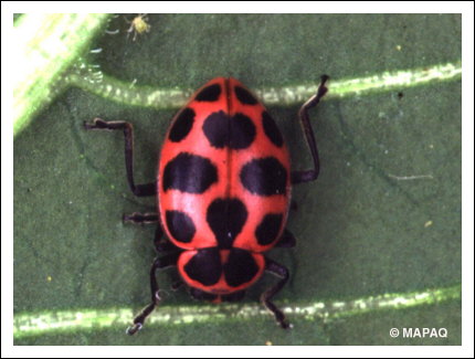 Coccinelle macul�e