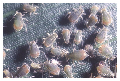 Puceron bicolore des c�r�ales