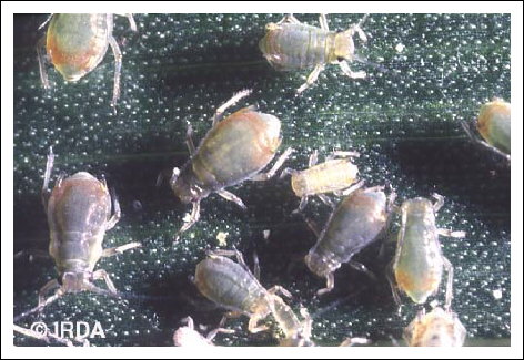 Puceron bicolore des c�r�ales