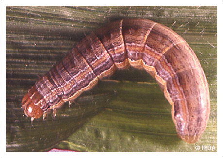 L�gionnaire uniponctu�e