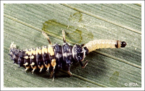 Coccinelle asiatique