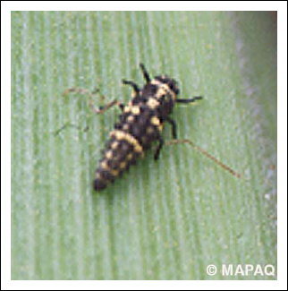 Coccinelle macul�e