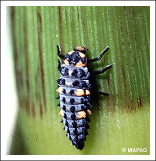 Coccinelle � sept points