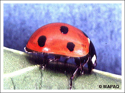 Coccinelle � sept points