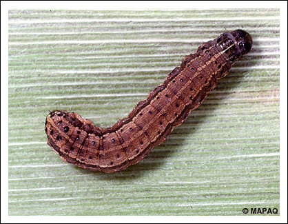 L�gionnaire d'automne