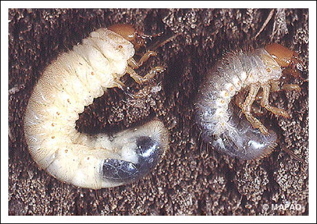 Hanneton, Vers blanc