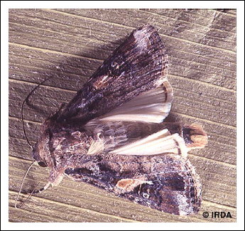 L�gionnaire d'automne