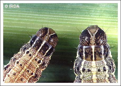 L�gionnaire d'automne