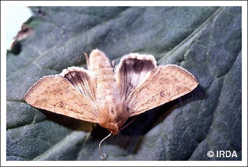 Ver de l'�pi du ma�s