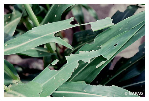 L�gionnaire d'automne