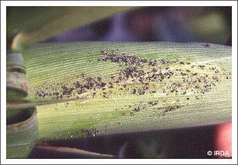 Puceron du ma�s