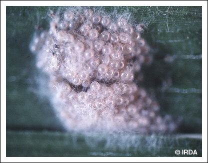 L�gionnaire d'automne