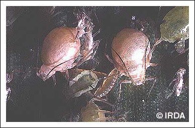 Pucerons parasit�s