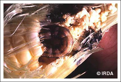 Ver de l'�pi du ma�s