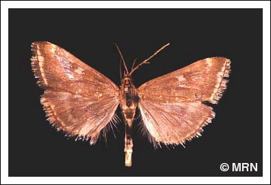 Tisseuse de la betterave