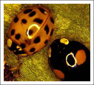Coccinelle asiatique