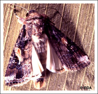 L�gionnaire d'automne