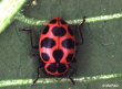 Coccinelle macul�e